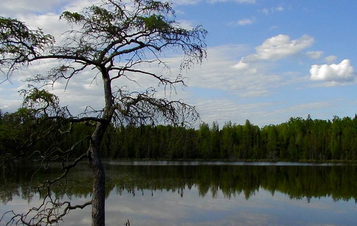 Quiet Minnesota lake and shoreline used for learning about lake basics.