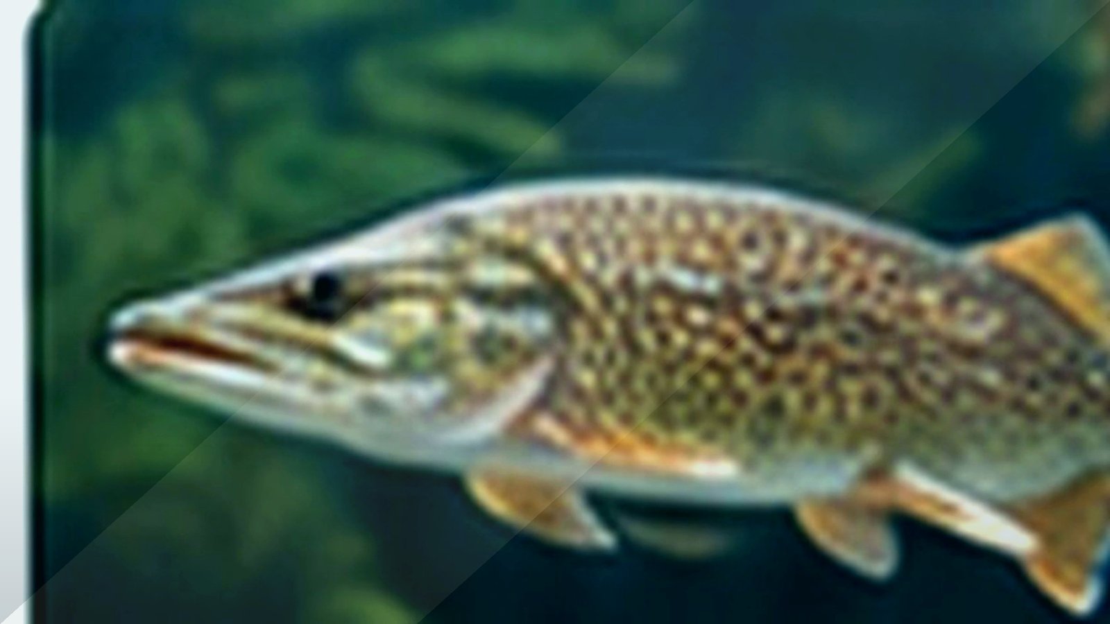 Rush Lake clearest lakes guide image for Minnesota lake planning.