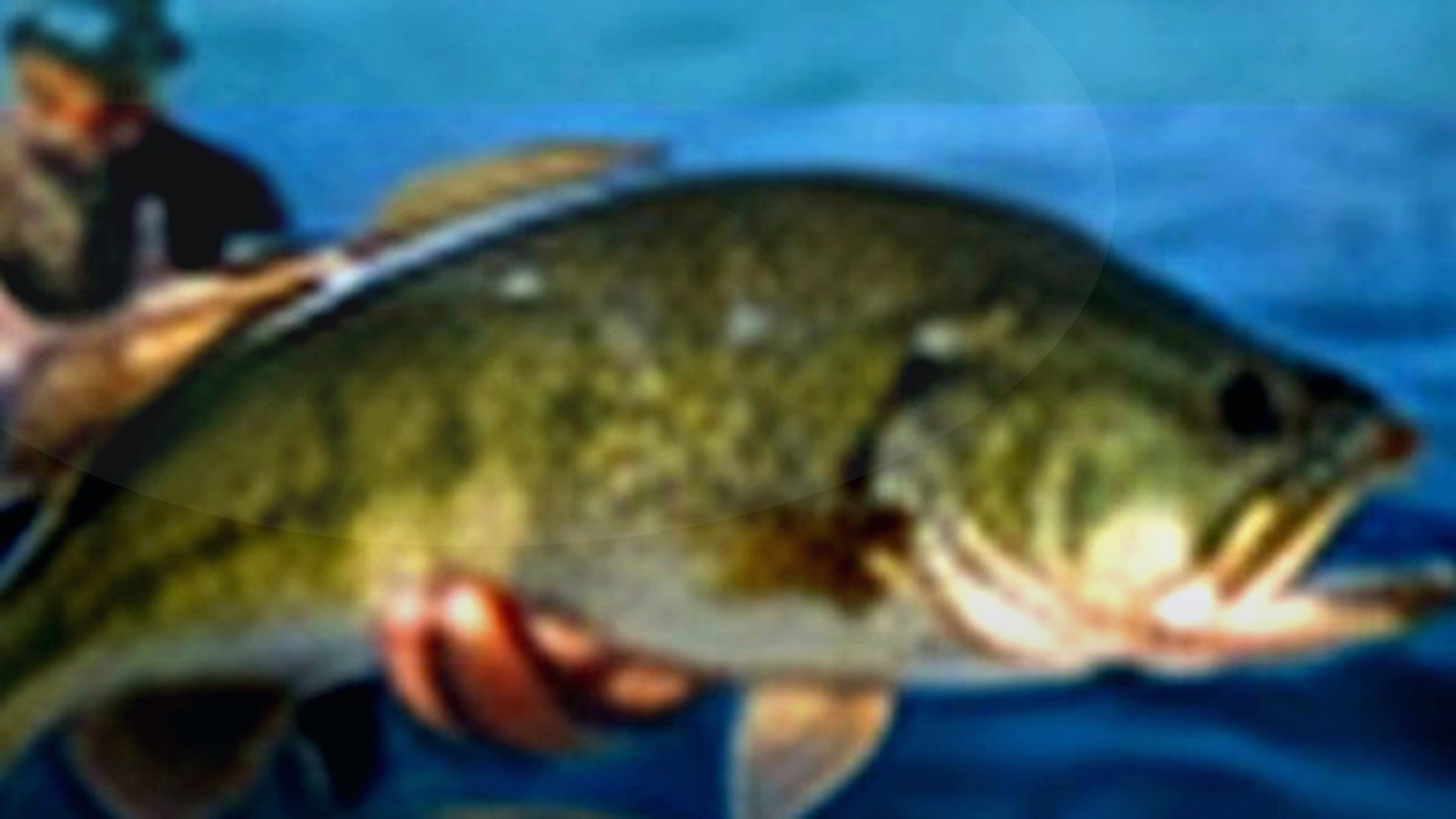 White Bear Lake most popular lakes guide image for Minnesota lake planning.