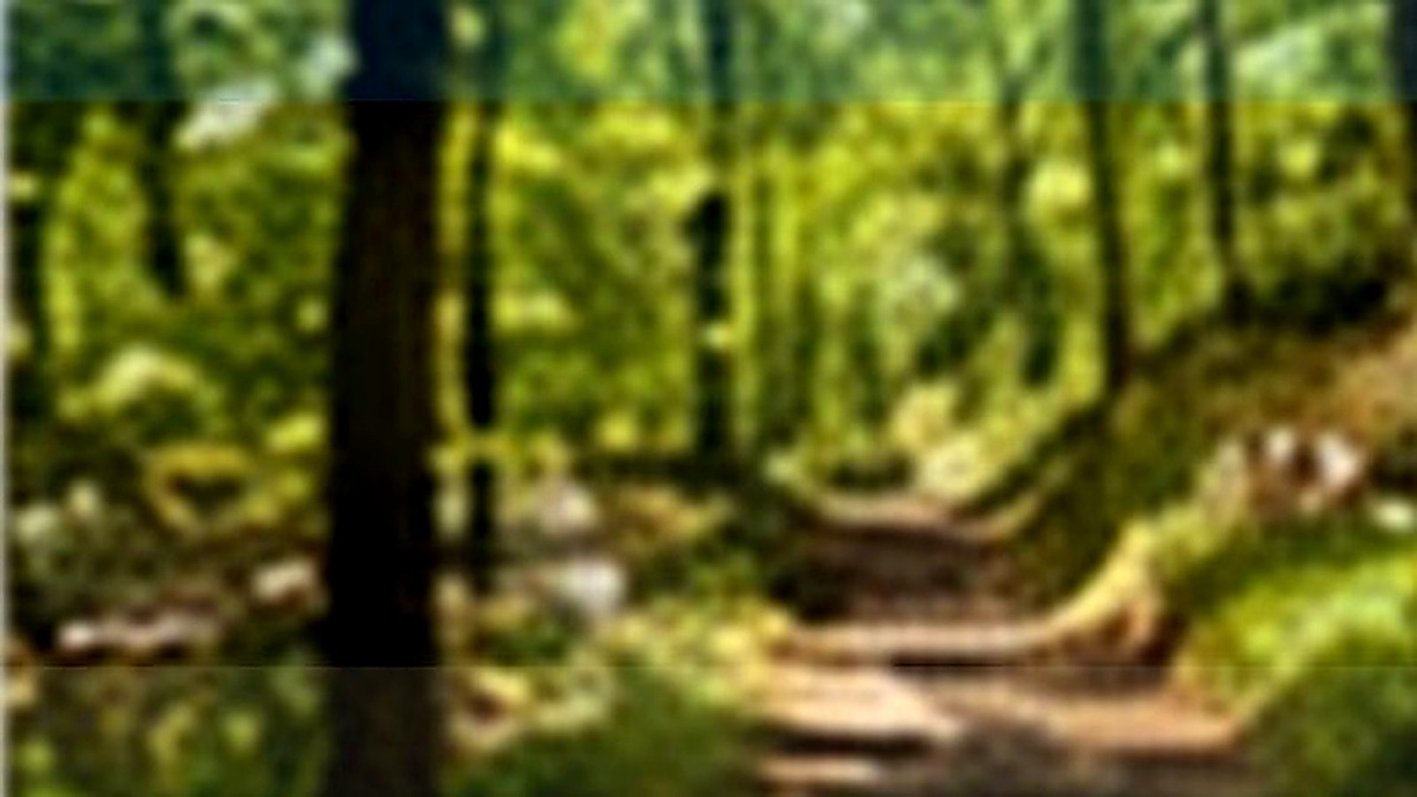 Basswood in Lake County