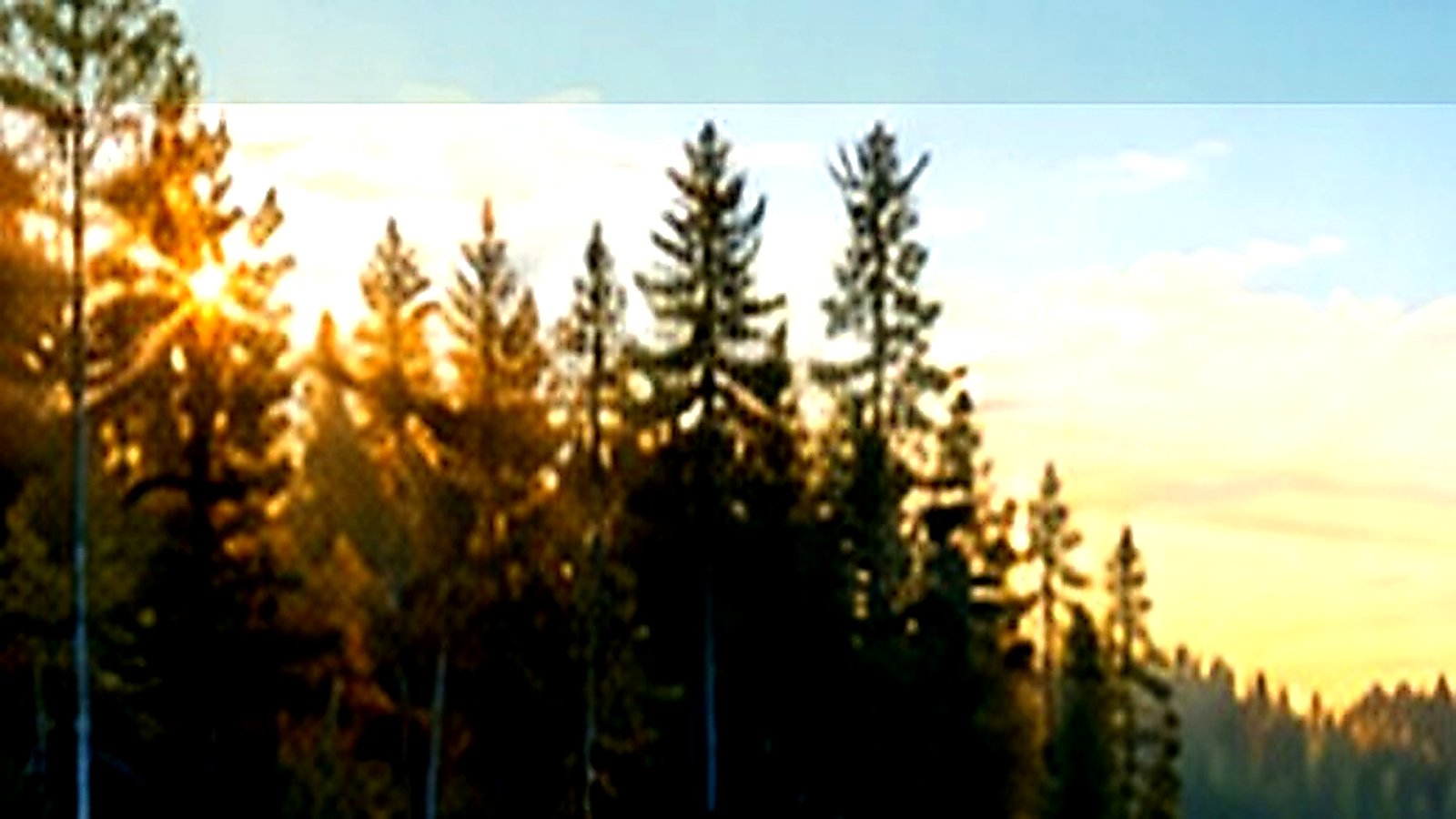 Whitefish in Crow Wing County